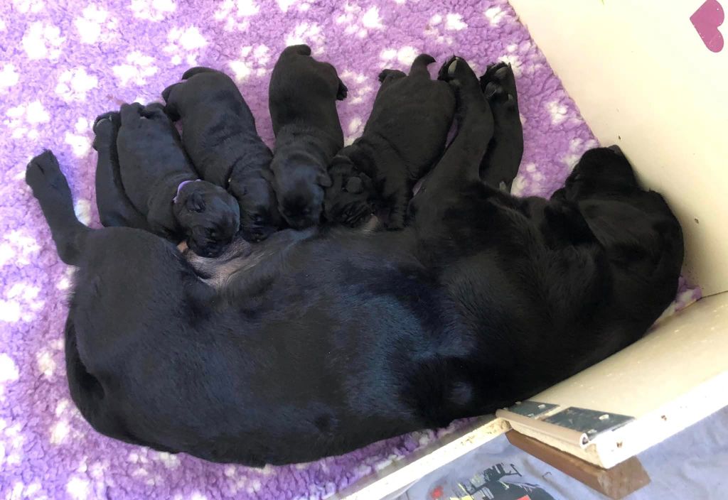 Chiot Labrador Retriever du Dolmen de Cotherac